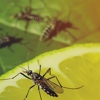 Hunt Pest Control Inc gallery