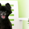 Song's Pet Grooming gallery