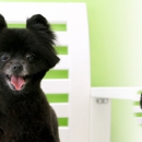 Song's Pet Grooming - Pet Services