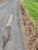 DevineRoadService.Com - Bitumen Spraying