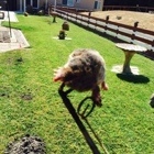 NorCal Gopher Trapping