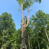 Reyes Tree Service gallery