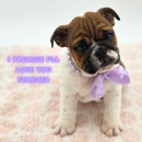 Dream Tails Boutique Sarasota - General Merchandise