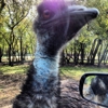 Bayou Wildlife Zoo gallery