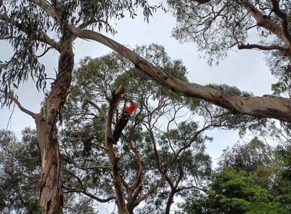 Ocean Road Tree Services - Torquay, VIC. Tree work