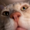 Fresno Animal Center gallery