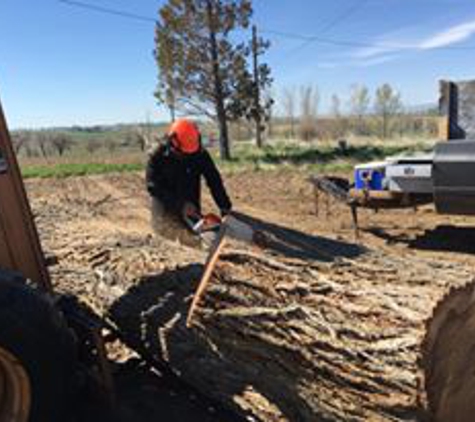 The Tree Man Tree Care LLC - Loveland, CO