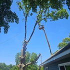 Timber Bros Tree Service