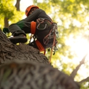 Sydney tree service - Tree Service