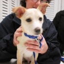 Arrowhead Lane Pet Clinic - Veterinary Clinics & Hospitals