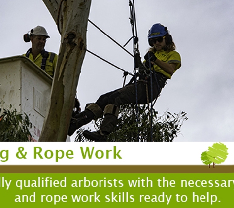 Trimmer Tree - Wonthaggi, VIC. Climbing & Rope Work
