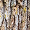 Antietam Tree And Turf gallery