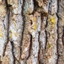 Antietam Tree And Turf