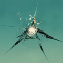 Speedy's Windshield Repair - Windshield Repair