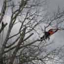 Ballard's Beauty & Safety Tree Service - Tree Service