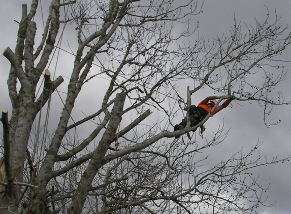 Ballard's Beauty & Safety Tree Service - Seattle, WA