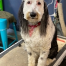 Paws Pet Spa and Boutique 8 - Pet Stores
