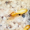 Royal Pest Service Inc gallery