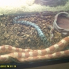 Lake City Pets & Supplies gallery