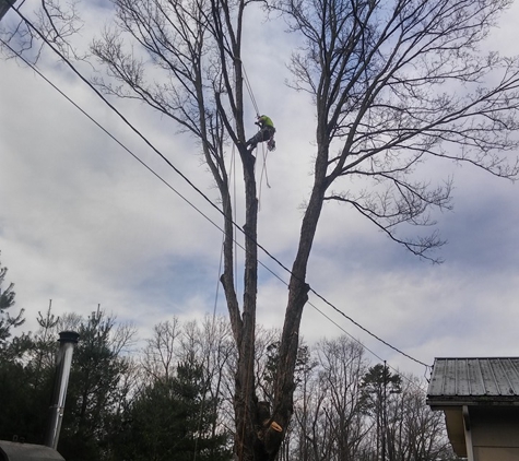 Pro Tree Service - Chattanooga, TN