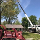 Nest Tree Removal Services