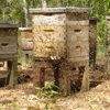 Honey Bee Removal gallery
