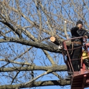 Bonilla Tree Service - Tree Service