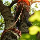 JRs Tree Service - Tree Service