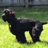 Jerri's Pet Grooming gallery