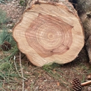 Moore's Tree Service & Stump Grinding - Tree Service