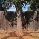 Superior Services Tree Care - Stump Removal & Grinding