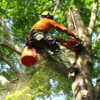Highpoint Tree Care gallery