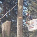 Saar's Tree Service, LLC - Stump Removal & Grinding