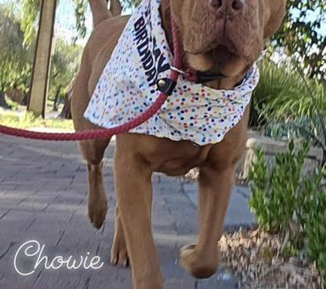 Happy Pet Helpers - Hillcrest, SA