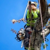 Arbor Max Tree Service gallery