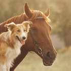 Mountain Empire Animal Hospital