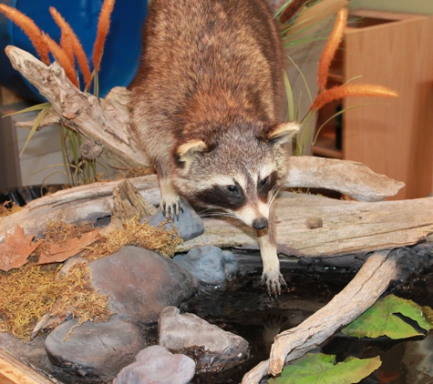 Final Chapter Taxidermy - Fremont, MI