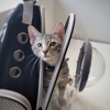 Petfolk Veterinary & Urgent Care gallery