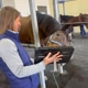 Greenville Equine Veterinary Services