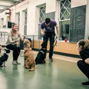 Cassidy Ingram Dog Training - Dog Training