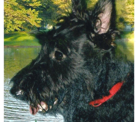 Henry and Donna Evarts' Scottish Terriers - La Luz, NM