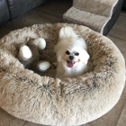 Petco Dog Training