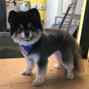 Puppy Love Grooming - Pet Grooming