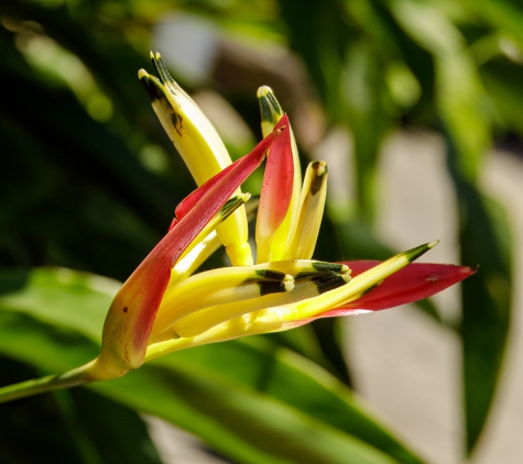 Evolve Gardens & Landscaping - Ballina, NSW