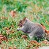 Thomas Wildlife Control & Roofing gallery