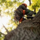 All Metro Stump Removal - Tree Service