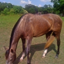 Lone Star Horsemanship, Inc. - Horse Training