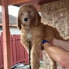 Valley Goldendoodles gallery