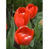 SFGardening.Com gallery