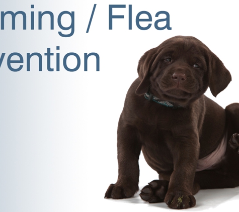 Glenvale Veterinary Clinic. Worming / Flea Prevention